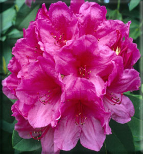 Rhododendron 'Anna Rose Whitney' | Rhododendrons (Hybrids & species)