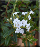 Rhododendron 'Arctic Tern' | Rhododendrons (Hybrids & species)