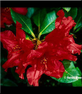 Rhododendron 'Baden Baden' | Rhododendrons (Hybrids & species)