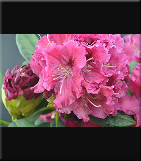 Rhododendron 'Besse Howells' | Rhododendrons (Hybrids & species)