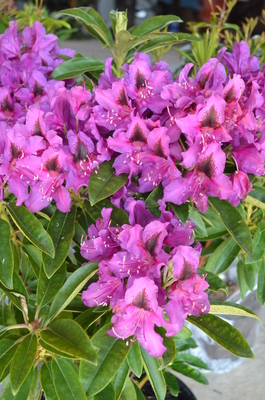 Rhododendron 'Black Eye' | Rhododendrons (Hybrids & species)