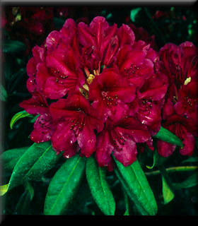 Rhododendron 'Black Sport' | Rhododendrons (Hybrids & species)