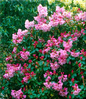 Rhododendron 'Bow Bells' | Rhododendrons (Hybrids & species)