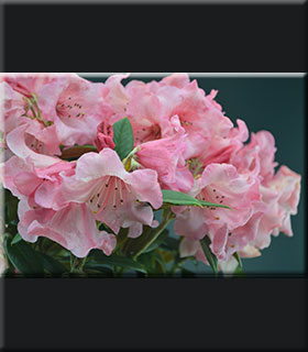 Rhododendron 'Fabia' x bureavii | Rhododendrons (Hybrids & species)