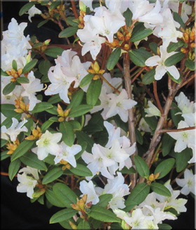 Rhododendron 'Donna Totten' | Rhododendrons (Hybrids & species)