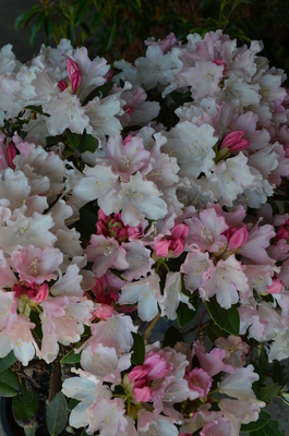 Rhododendron 'Dreamland' | Rhododendrons (Hybrids & species)
