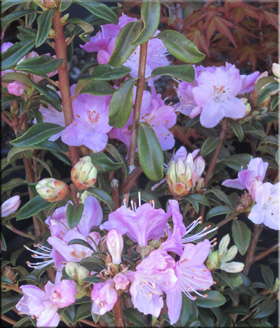 Rhododendron 'First Date' | Rhododendrons (Hybrids & species)
