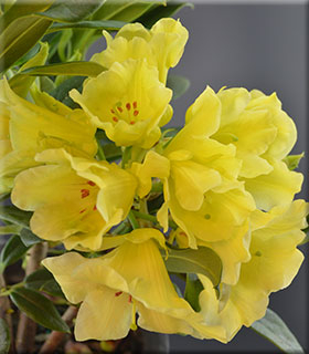 Rhododendron 'Hotei' | Rhododendrons (Hybrids & species)