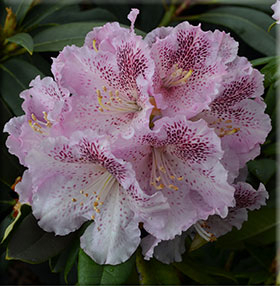 Rhododendron 'Ink Spot' | Rhododendrons (Hybrids & species)