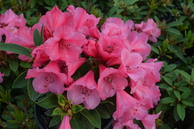 Rhododendron 'Kimbeth' | Rhododendrons (Hybrids & species)