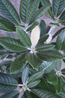 Rhododendron 'Laramie' | Rhododendrons (Hybrids & species)