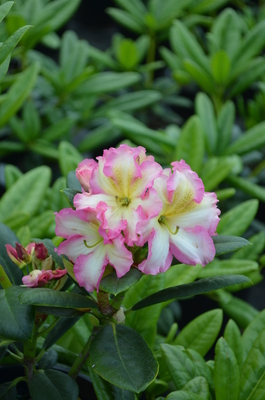 Rhododendron 'Melrose Flash' | Rhododendrons (Hybrids & species)