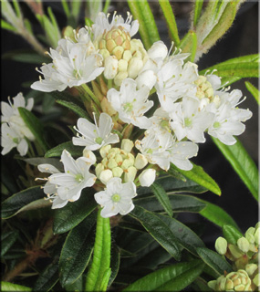 Rhododendron diversipilosum 'Milky Way' (formally tomentosum) | Rhododendrons (Hybrids & species)