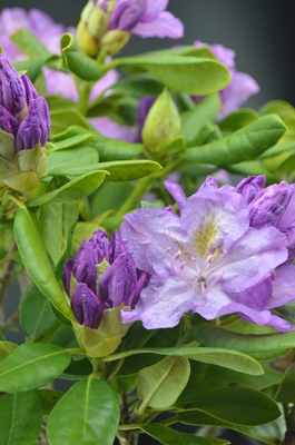 Rhododendron 'Minnetonka' | Rhododendrons (Hybrids & species)