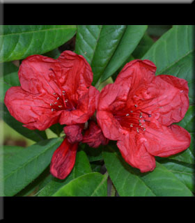 Rhododendron 'Ostbo Red' | Rhododendrons (Hybrids & species)