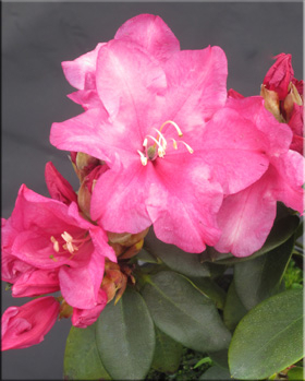 Rhododendron 'Point Fosdick' | Rhododendrons (Hybrids & species)