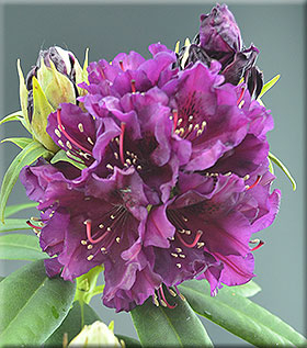 Rhododendron 'Polarnacht' | Rhododendrons (Hybrids & species)