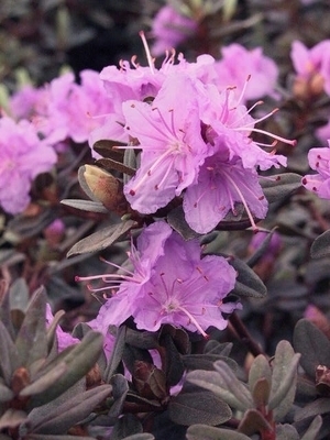 Rhododendron 'Ramapo' | Rhododendrons (Hybrids & species)