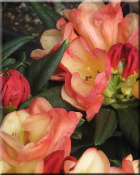 Rhododendron 'Seaview Sunset' | Rhododendrons (Hybrids & species)