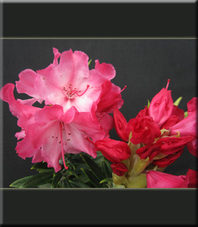 Rhododendron 'Strawberry Chiffon' | Rhododendrons (Hybrids & species)