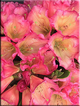 Rhododendron 'Unique Marmalade' | Rhododendrons (Hybrids & species)
