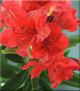 Rhododendron 'Vulcan' | Rhododendrons (Hybrids & species)