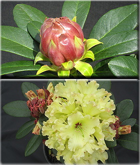 Rhododendron 'Windsong' | Rhododendrons (Hybrids & species)