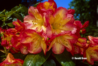 Rhododendron 'Ring of Fire' | Rhododendrons (Hybrids & species)