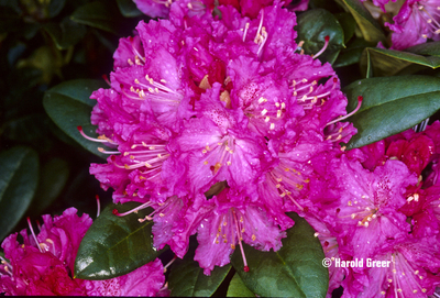 Rhododendron 'Rocket' | Rhododendrons (Hybrids & species)