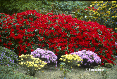 Rhododendron 'Scarlet Wonder' | Rhododendrons (Hybrids & species)