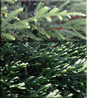 Sequoia sempervirens 'Albospica' | Conifers