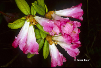 Rhododendron 'Seta' | Rhododendrons (Hybrids & species)