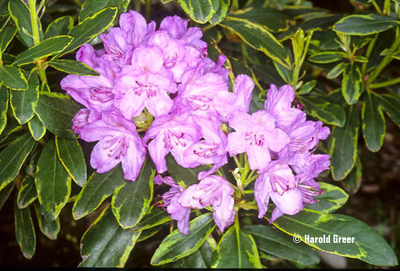 Rhododendron 'Silber Reif' | Rhododendrons (Hybrids & species)