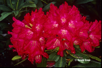 Rhododendron 'Skookum' | Rhododendrons (Hybrids & species)
