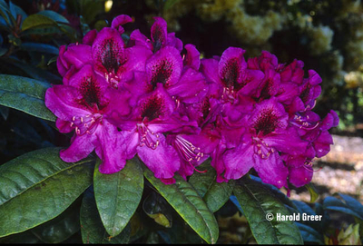 Rhododendron 'Smokey #9' | Rhododendrons (Hybrids & species)