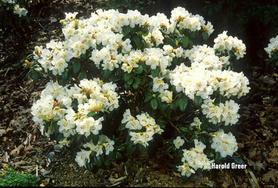 Rhododendron 'Snowlady' | Rhododendrons (Hybrids & species)