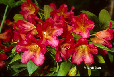 Rhododendron 'Sonata | Rhododendrons (Hybrids & species)