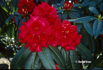 Rhododendron 'Taurus' | Rhododendrons (Hybrids & species)