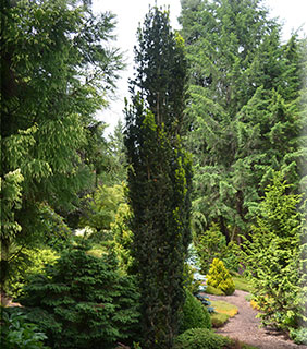 Taxus x media 'Bean Pole' | Conifers