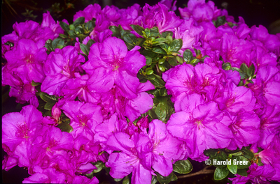 Azalea 'Tenino' | Evergreen Azaleas