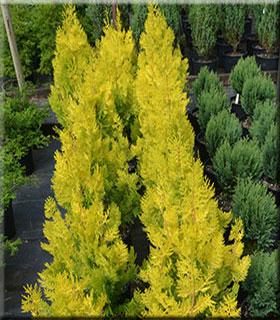 Thuja orientalis 'Collen's Gold' | Conifers