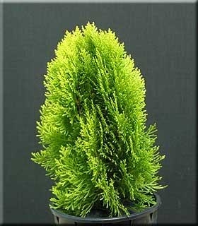 Thuja orientalis 'Morgan' | Conifers