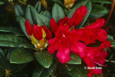 Rhododendron 'Titian Beauty' | Rhododendrons (Hybrids & species)