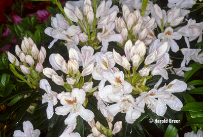 Rhododendron 'Tondelaya' | Rhododendrons (Hybrids & species)