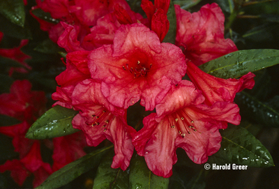 Rhododendron 'Tortoiseshell Wonder' | Rhododendrons (Hybrids & species)