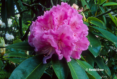 Rhododendron 'Trude Webster' | Rhododendrons (Hybrids & species)