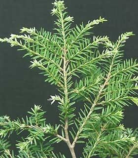 Tsuga canadensis 'Gentsch White' | Conifers