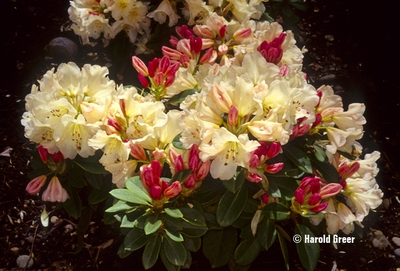 Rhododendron 'Unique' | Rhododendrons (Hybrids & species)
