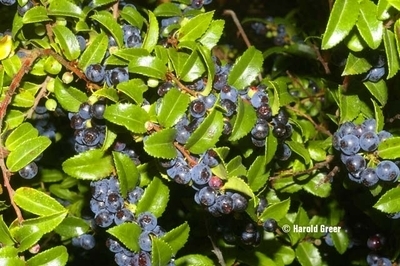 Vaccinium ovatum | Deciduous & Evergreen Shrubs