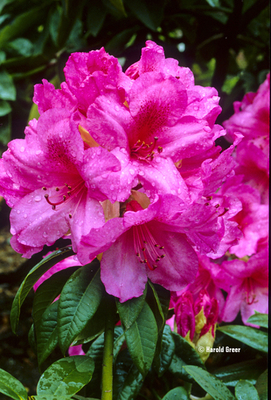 Rhododendron 'Van' | Rhododendrons (Hybrids & species)